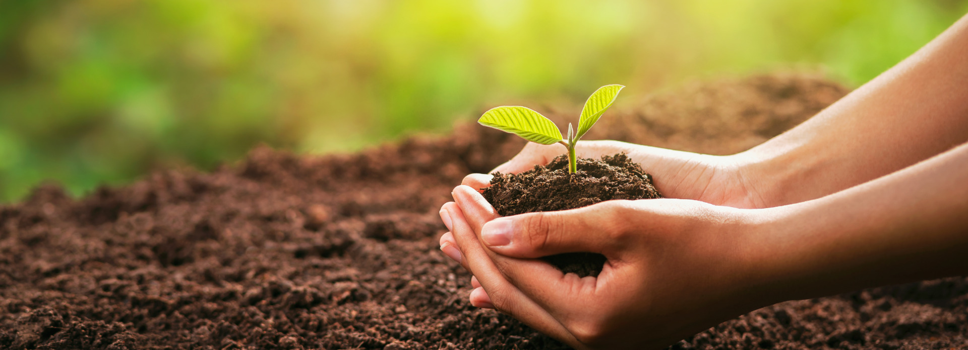 hand-holding-young-plant-with-sunlight-concept-eco-earth-day
